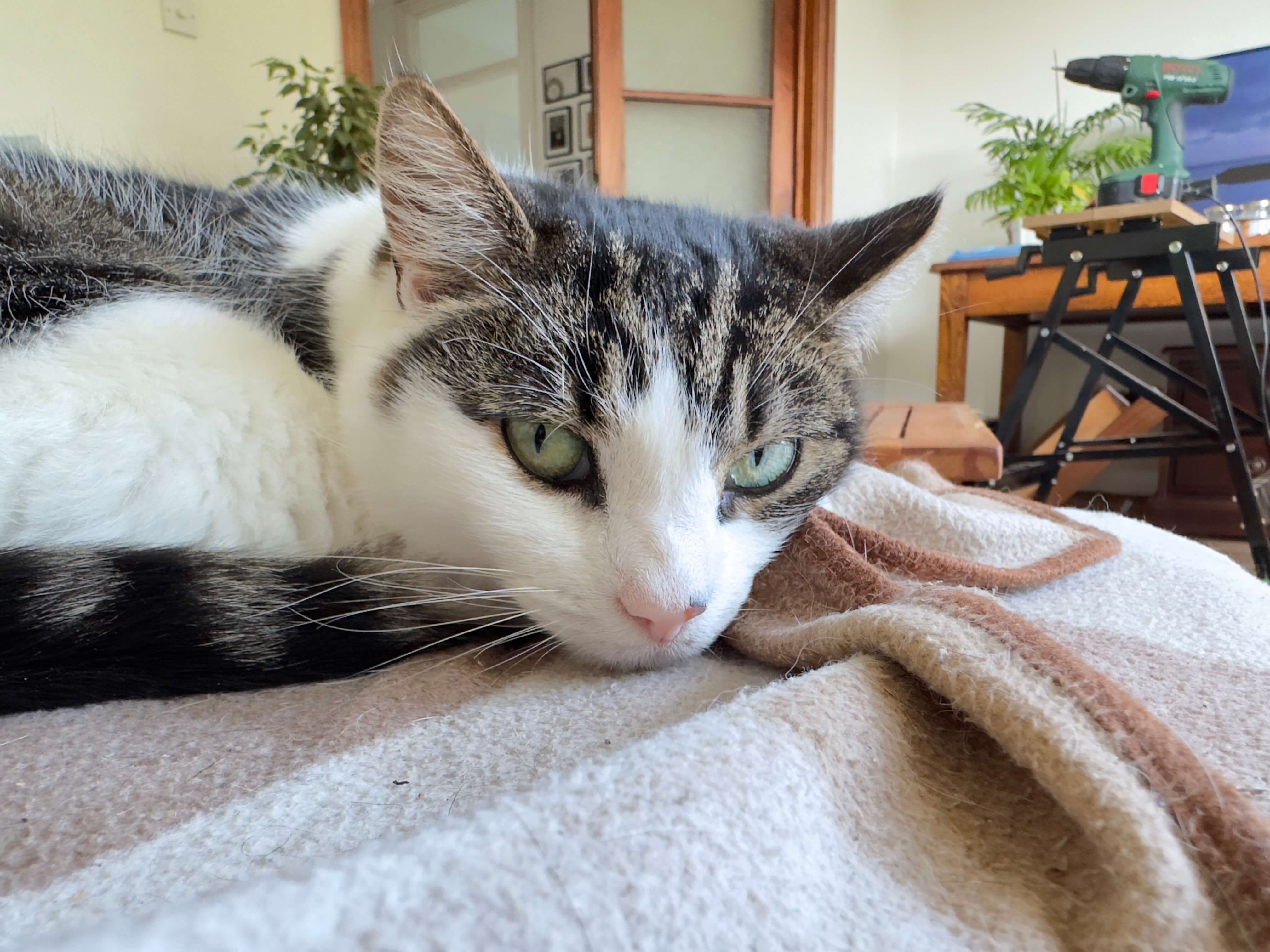 My cat Hermione